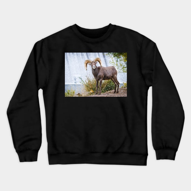 Bighorn sheep. Crewneck Sweatshirt by valentina9